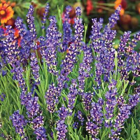 Hidcote Superior, Lavender Seeds
